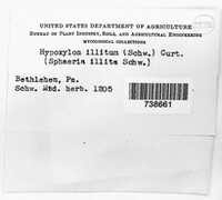 Nemania illita image